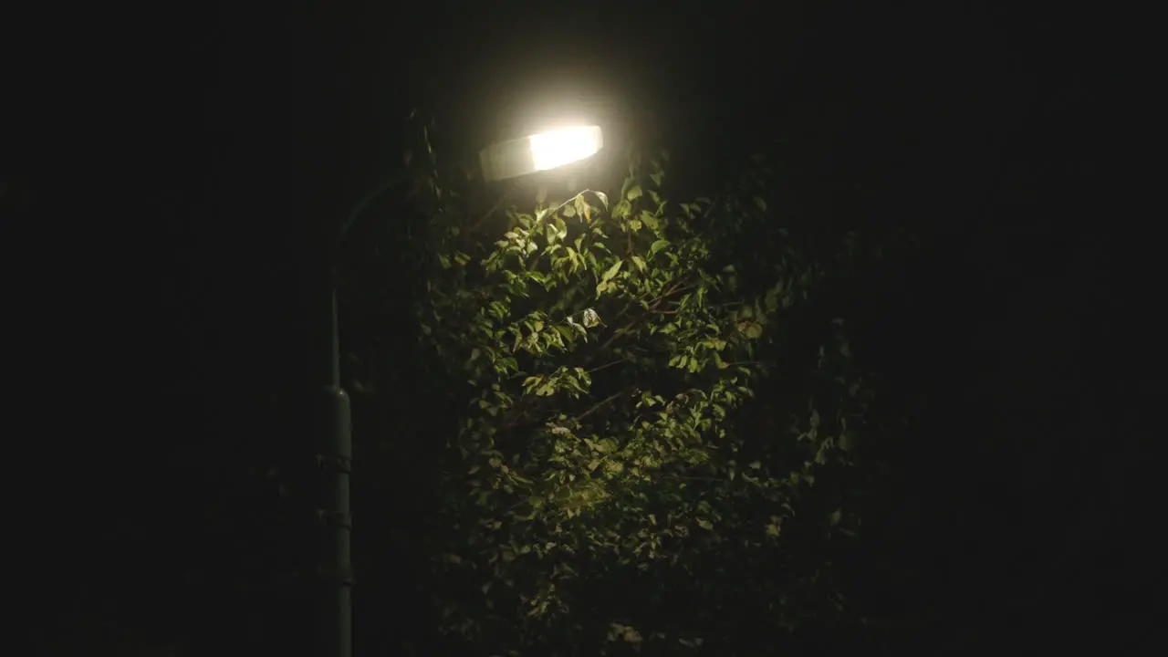 Streetlight Illuminated At Night With Green Leaves In Background In Tokyo Japan