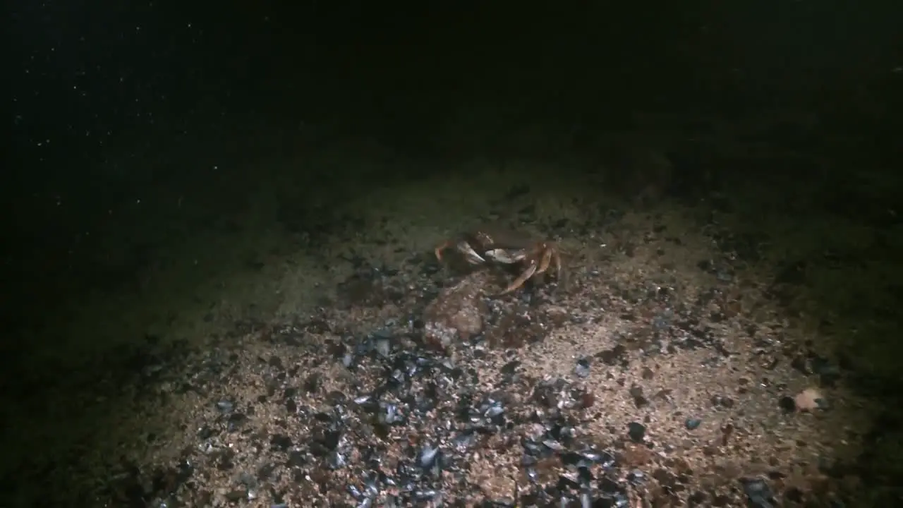 A School Of Fish Watches A Crab Eat While Another Scuttles Through Seaweed