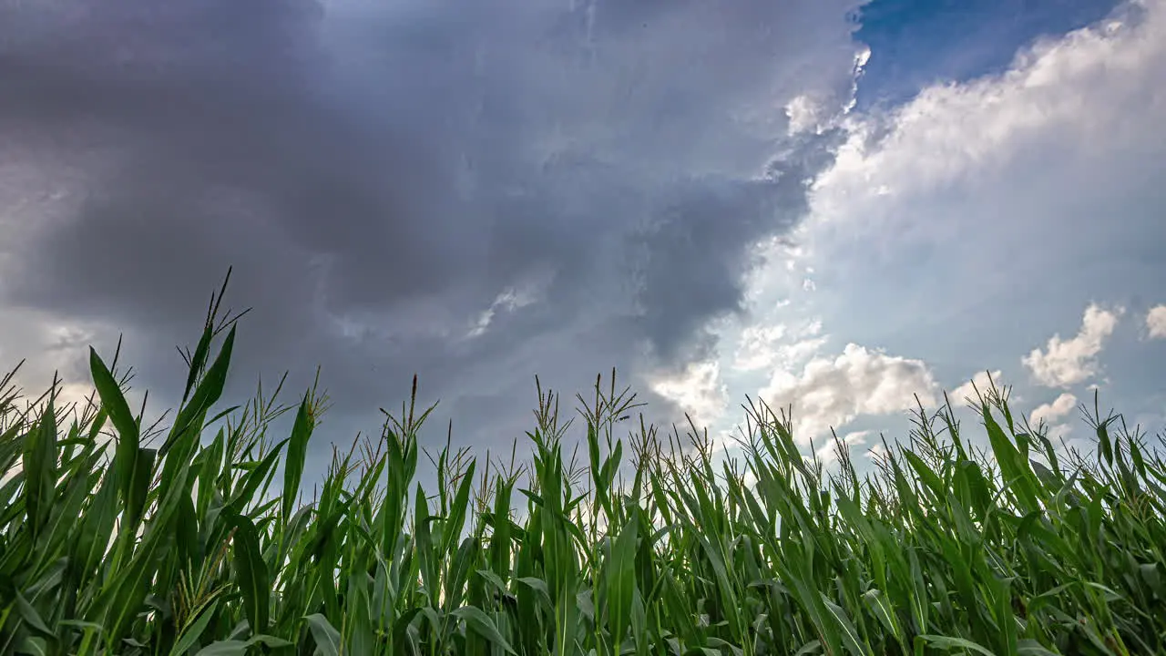 Wind and dark clouds blowing across a cornfield time lapse