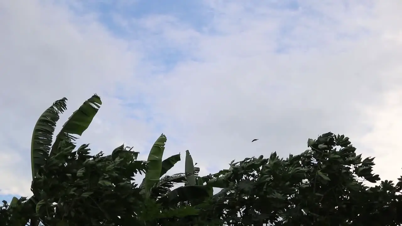 Palm tree leaves during strong wind against light blue sky with clouds