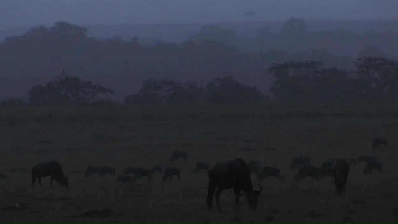 Wildebeests graze on the plains as night comes on