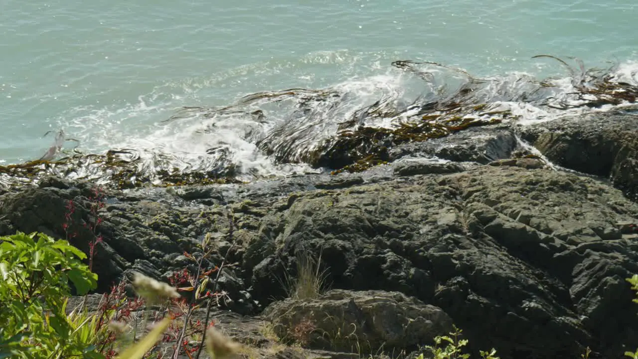 Dance of the Waves Seaweed gracefully entwined in the rhythm of breaking waves along the captivating shoreline