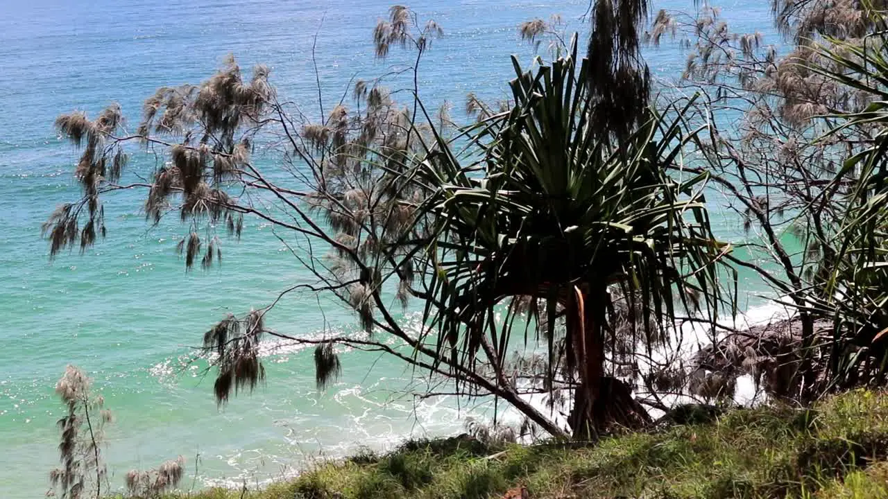 Coastal vegetation and ocean waves breaking in the background