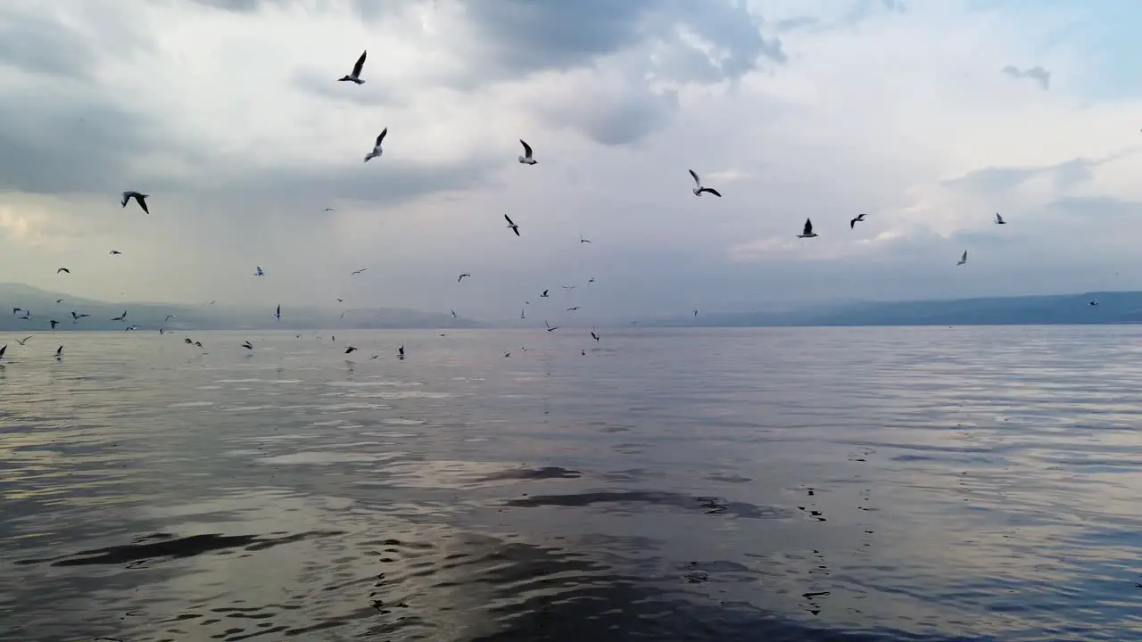 Seagulls flock fly over the dead sea cloudy blue sky background