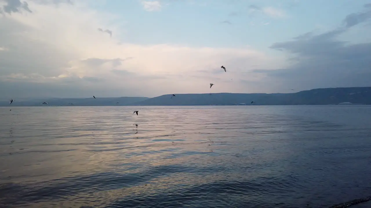 Seagulls flock fly over the dead sea try to catch fish cloudy blue sky background