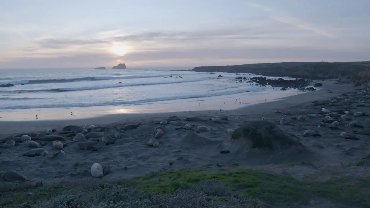 Panning shot of Elephant seals laying on the beach with sunset in the background located at elephant Seal Vista Point Beach