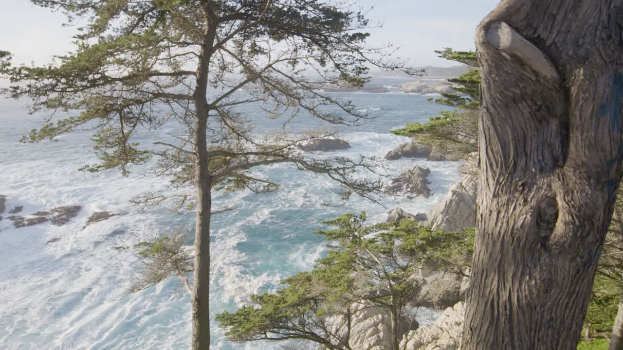 Panning shot through trees of waves in the Pacific ocean on the Big Sur California coast