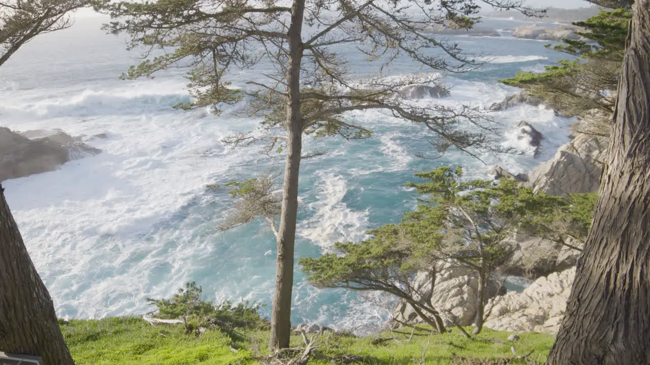 Stationary shot through trees along a grass covered hill side with waves crashing in the background located at Big Sur California Pacific Ocean