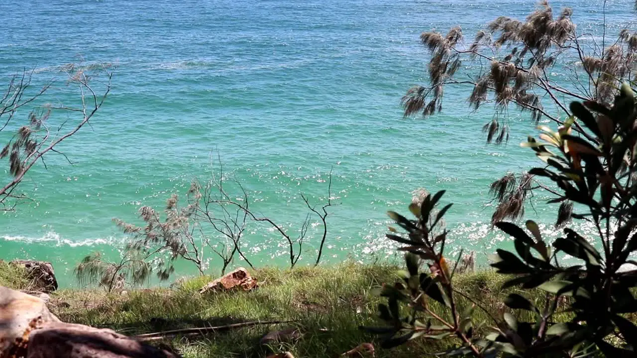 Coastal vegetation and the Pacific Ocean