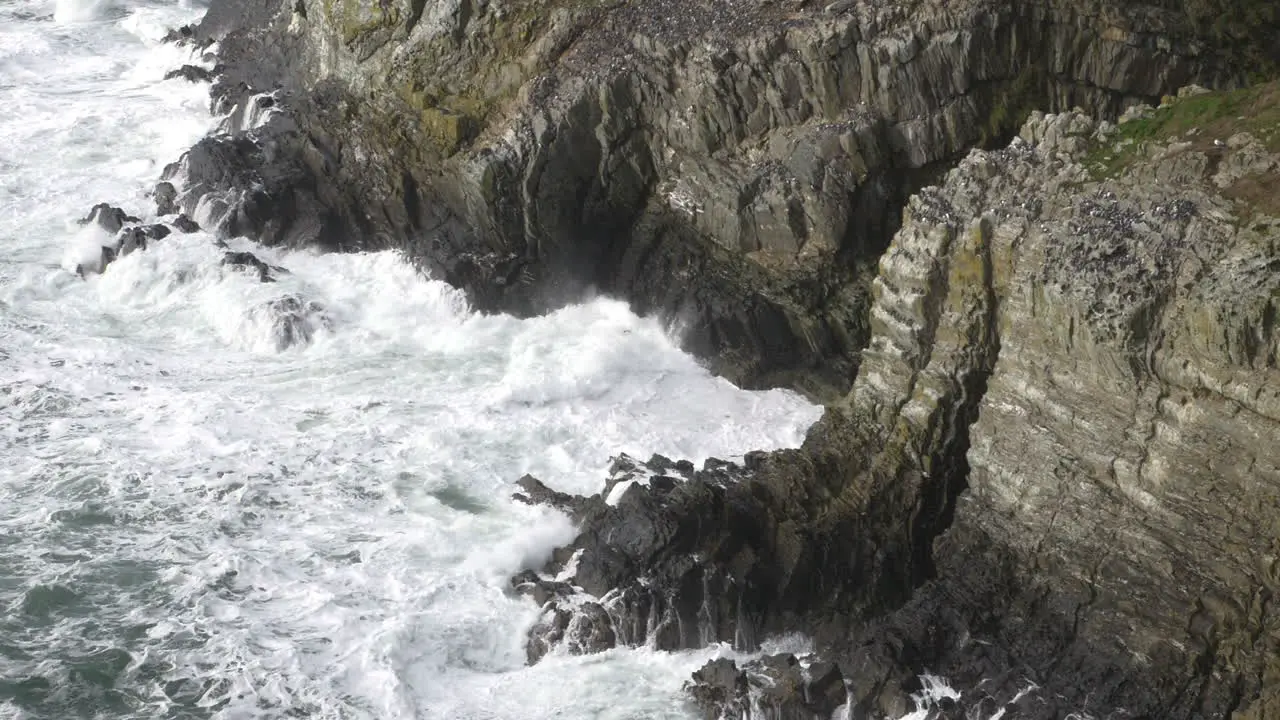 Extreme Slow Motion Puffin Colony On Rocks Above Stormy Ocean