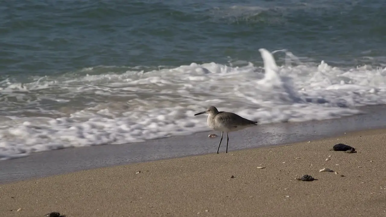 Close-up of a seabird standing in the incoming waves Rocky Point Puerto Peñasco Gulf of California Mexico