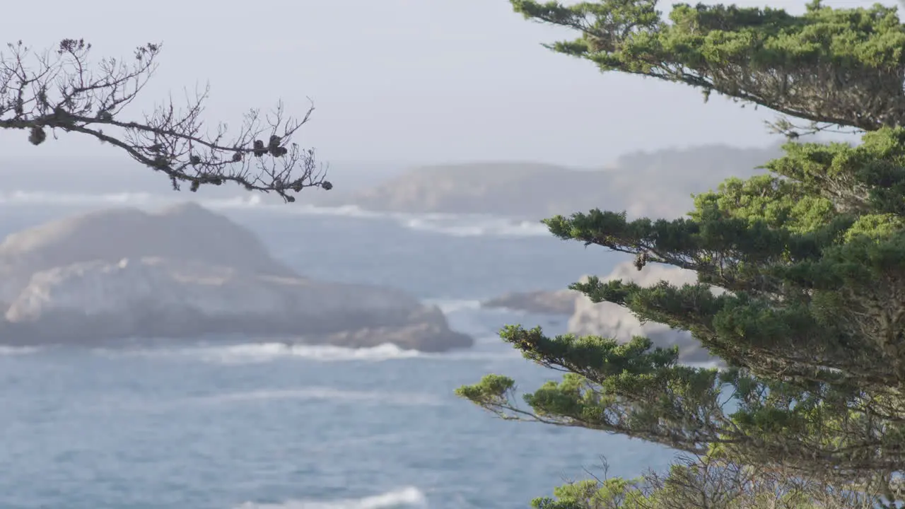 Pacific Ocean waves located in Big Sur California with pine tree in foreground on a misty morning