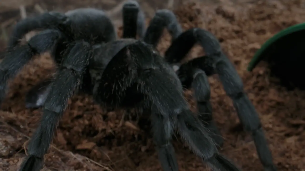 Cockroach escaping a tarantula predator