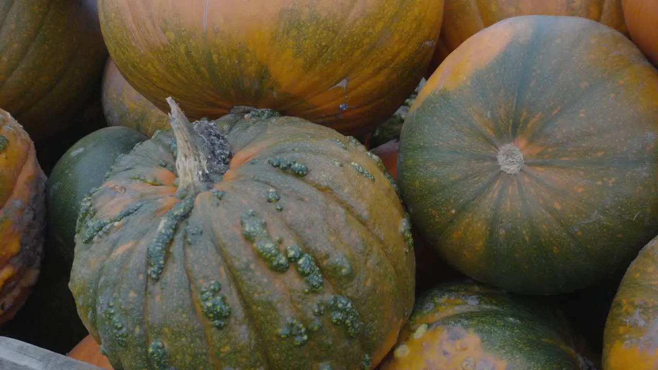 Large Pumpkins discoloured with green and blisters on skin in crate