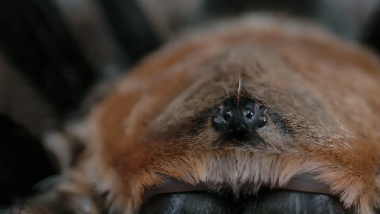 Panning shot of tarantula eyeballs on a hairy arachnid