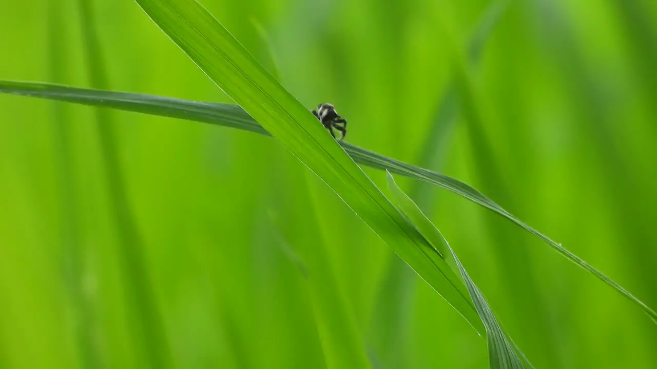 Spider making web in rice grass 