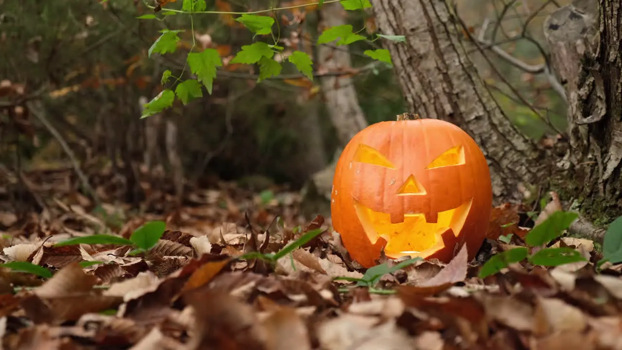 Halloween symbol Jack O Lantern pumpkin glowing in the autumn forest