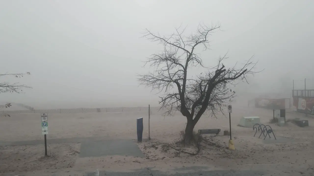 Rotating around a barren tree on a cold misty October morning