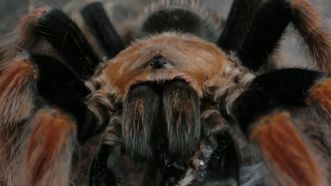 Mexican orange kneed tarantula close up eating