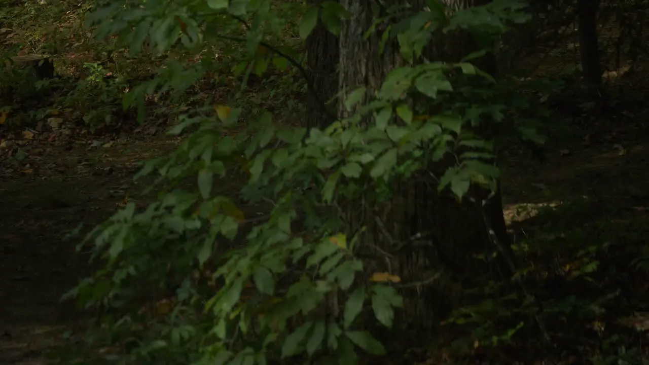 Girl walking through the woods alone Slow motion