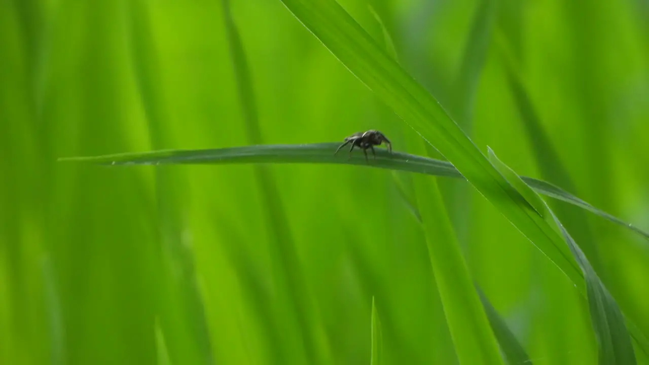 Spider playing on green grass rice grass -green gold rice 