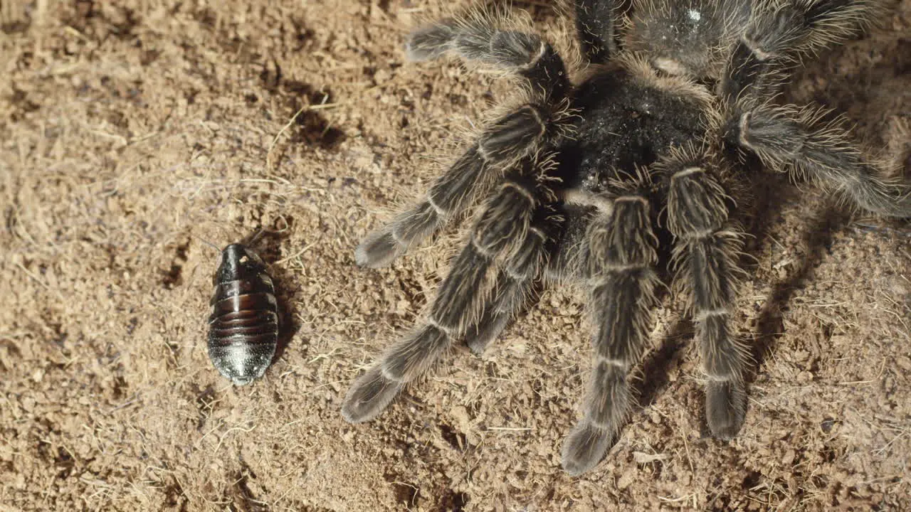 Creepy crawlies Tarantula and cockroach