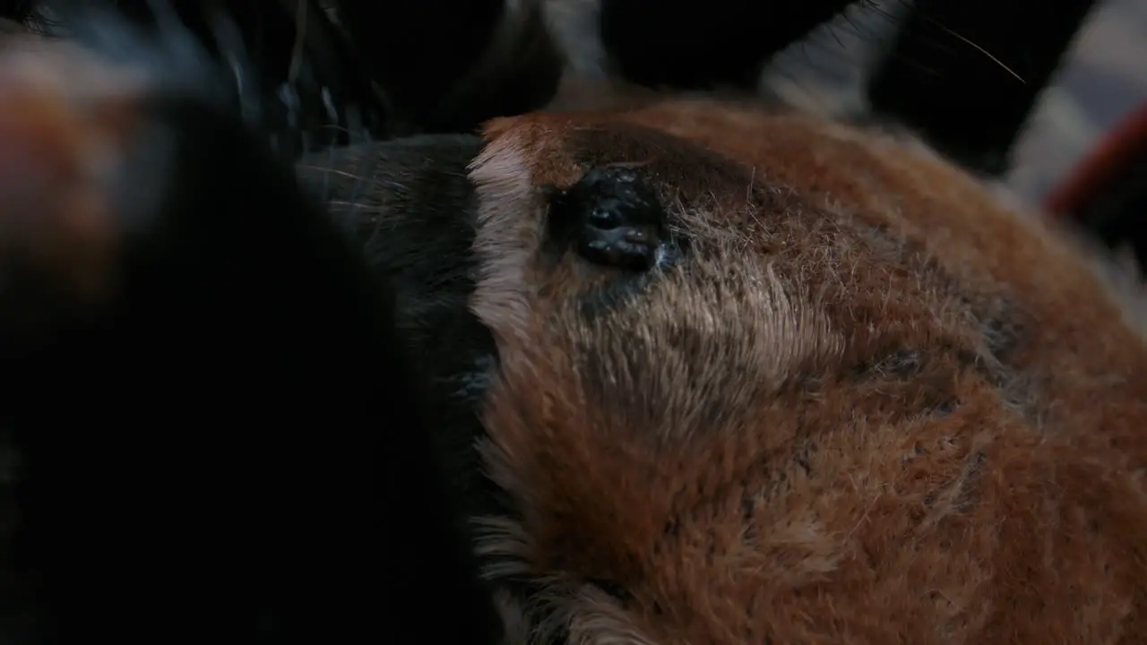 Macro close up of tarantula eyes