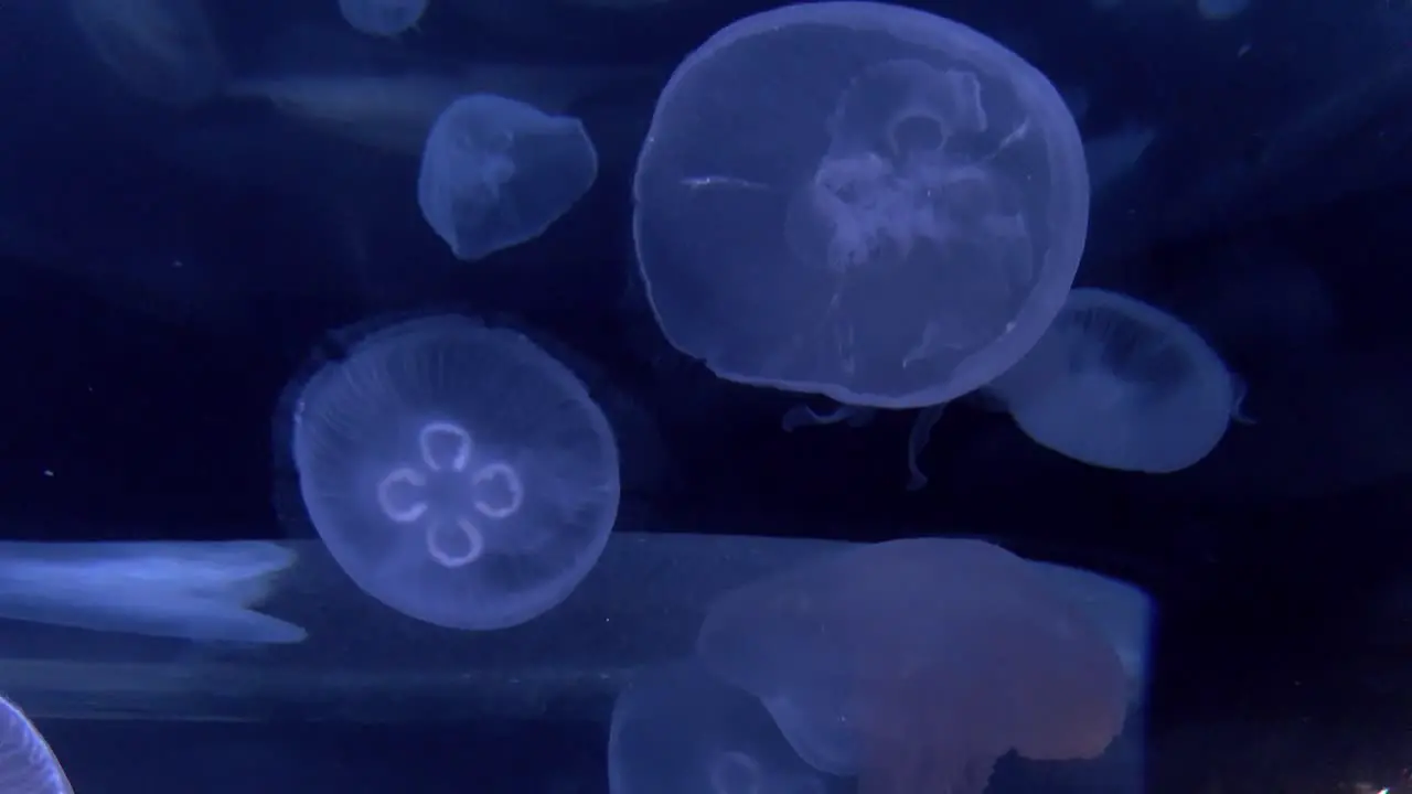 A short clip showing a tank full of beautiful blue jellyfish