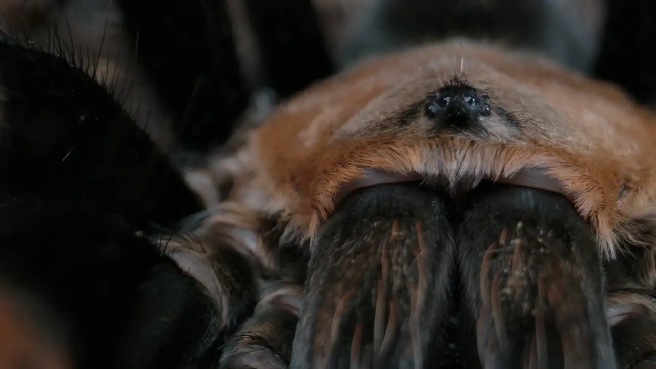 Panning macro of red knee tarantula from mexico