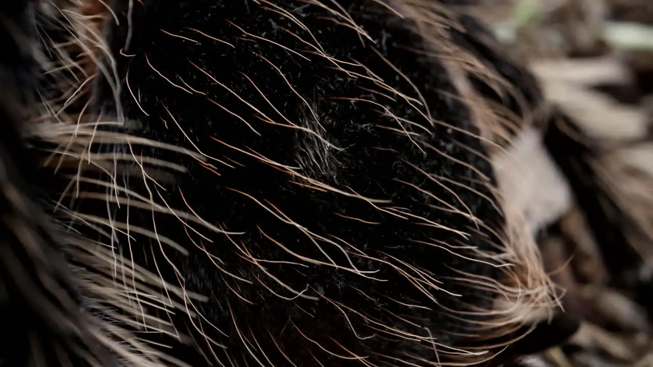 Close up macro tarantula hairs close up arachnid