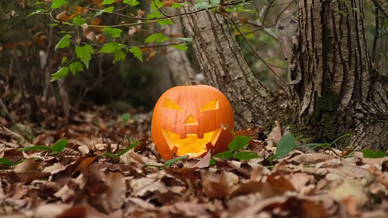 Halloween scary pumpkin glowing in the autumn forest