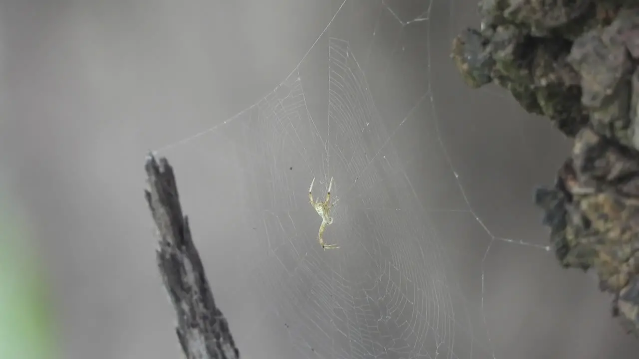 Spider in web waiting for hunt 