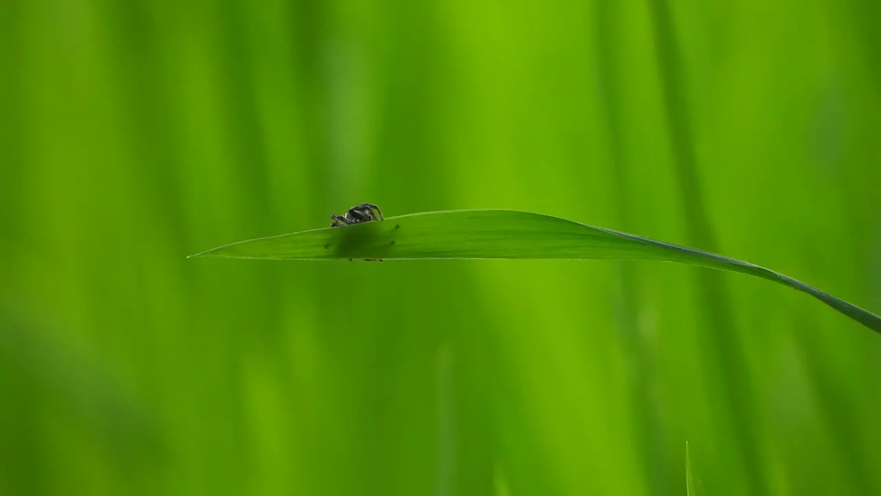 Spider in web making web green gold 