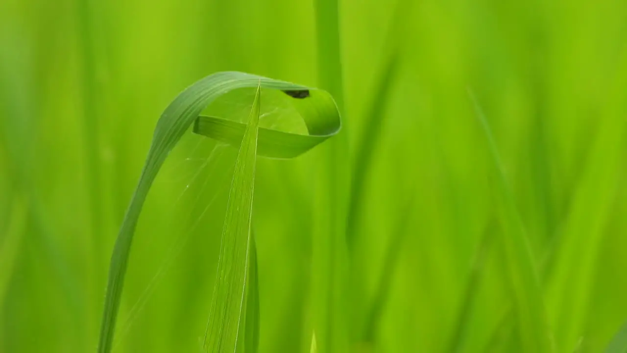 Spider making web green grass 