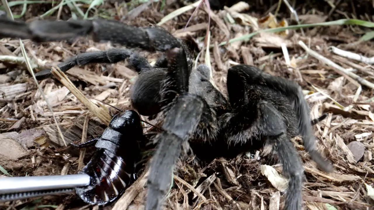 Tarantula feeding on cockroach close up