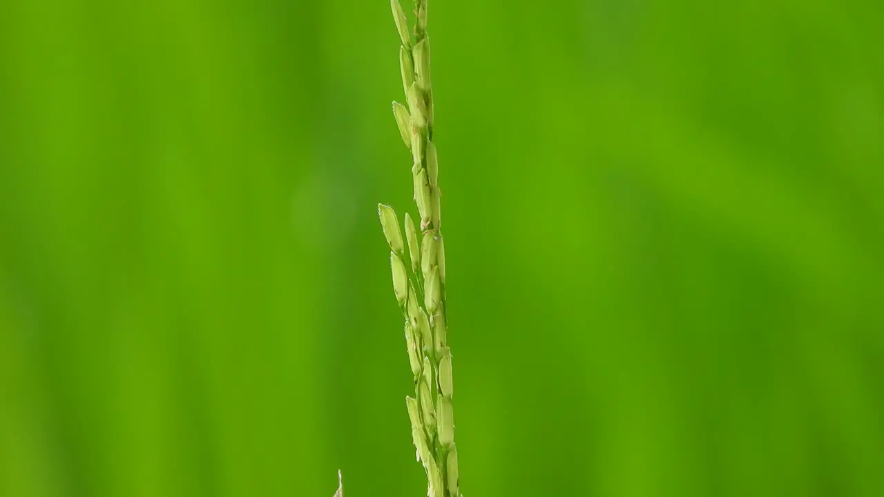 Spider in green grass rice grass gold 