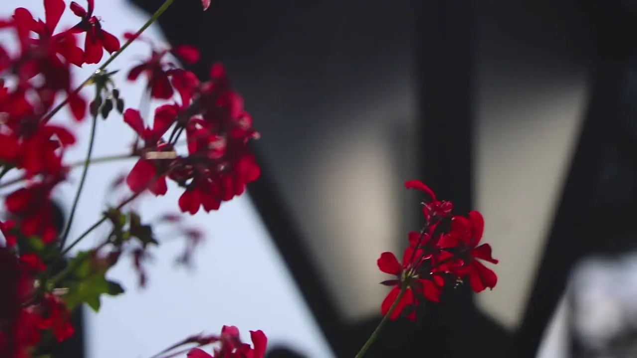 Focus on red flowers in front of street lamp