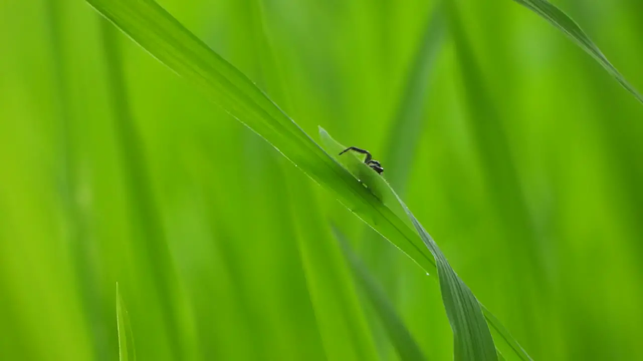 Spider in green grass rice grass 