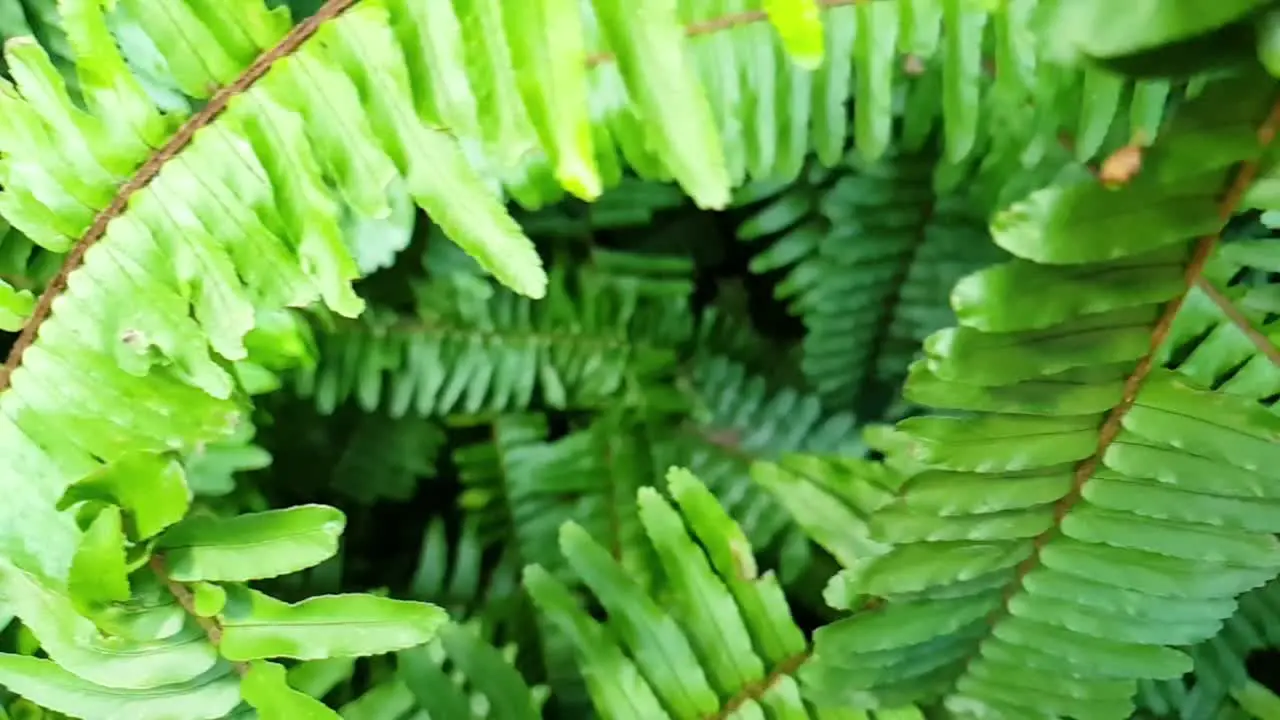 Beautiful emerald green healthy forest fern leaves slow motion side pan with close up leaves moving past