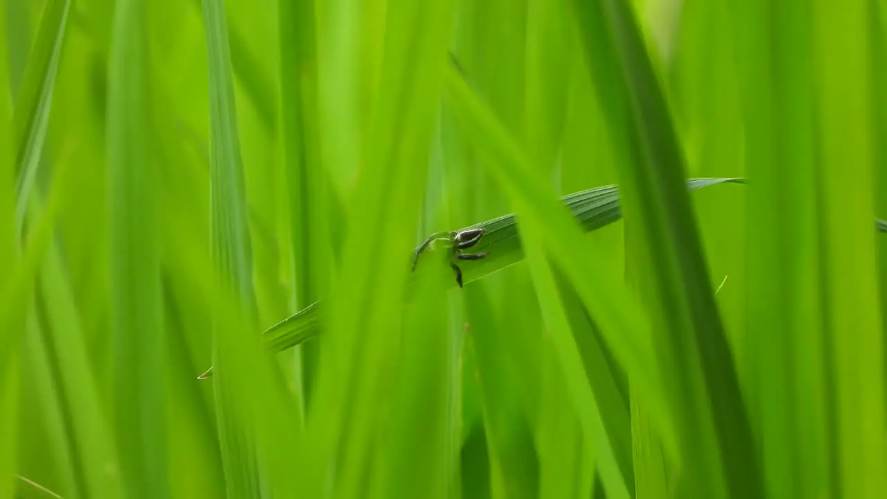 Spider making web eyes green grass 