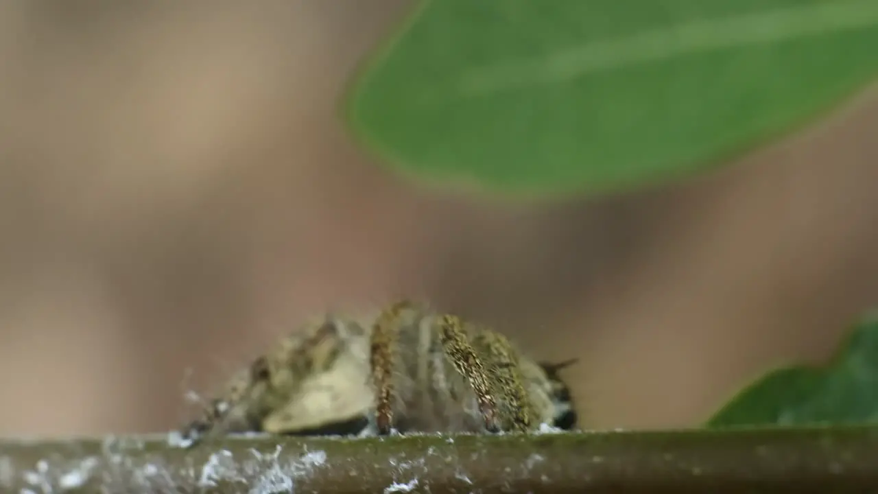 jumping spider on plant HD videos