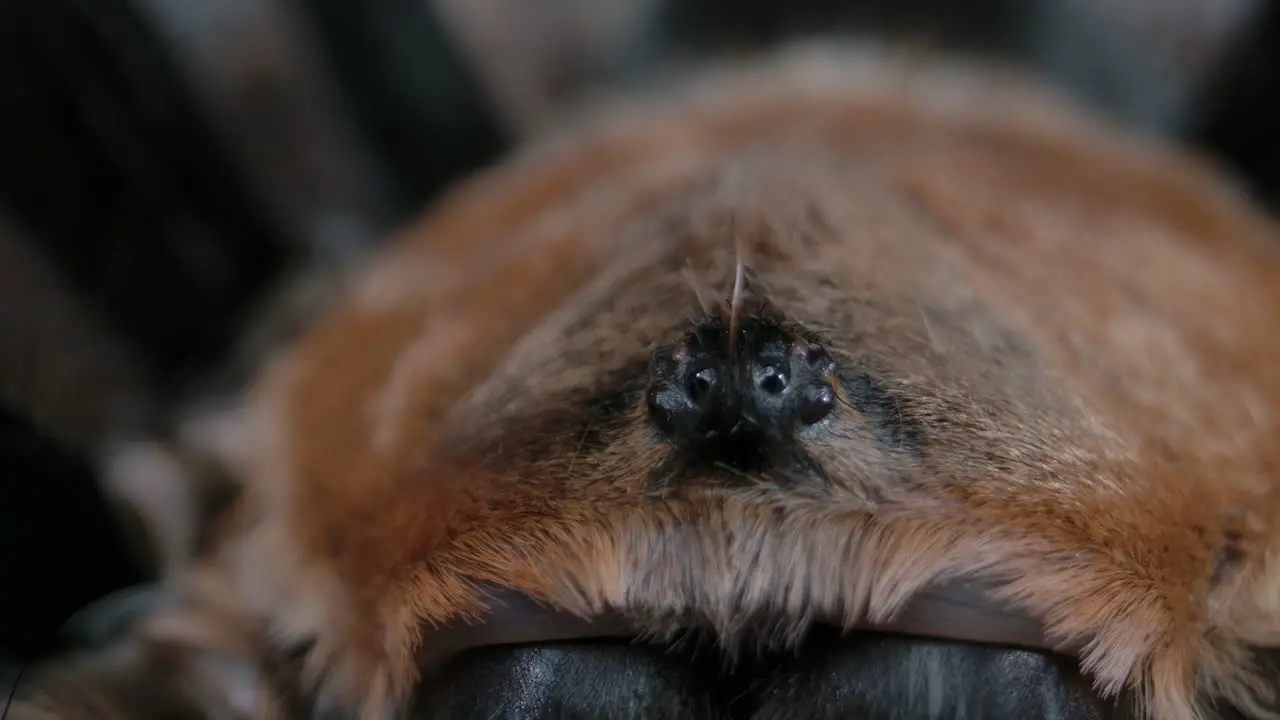 Macro close up of tarantula eyes arachnid features