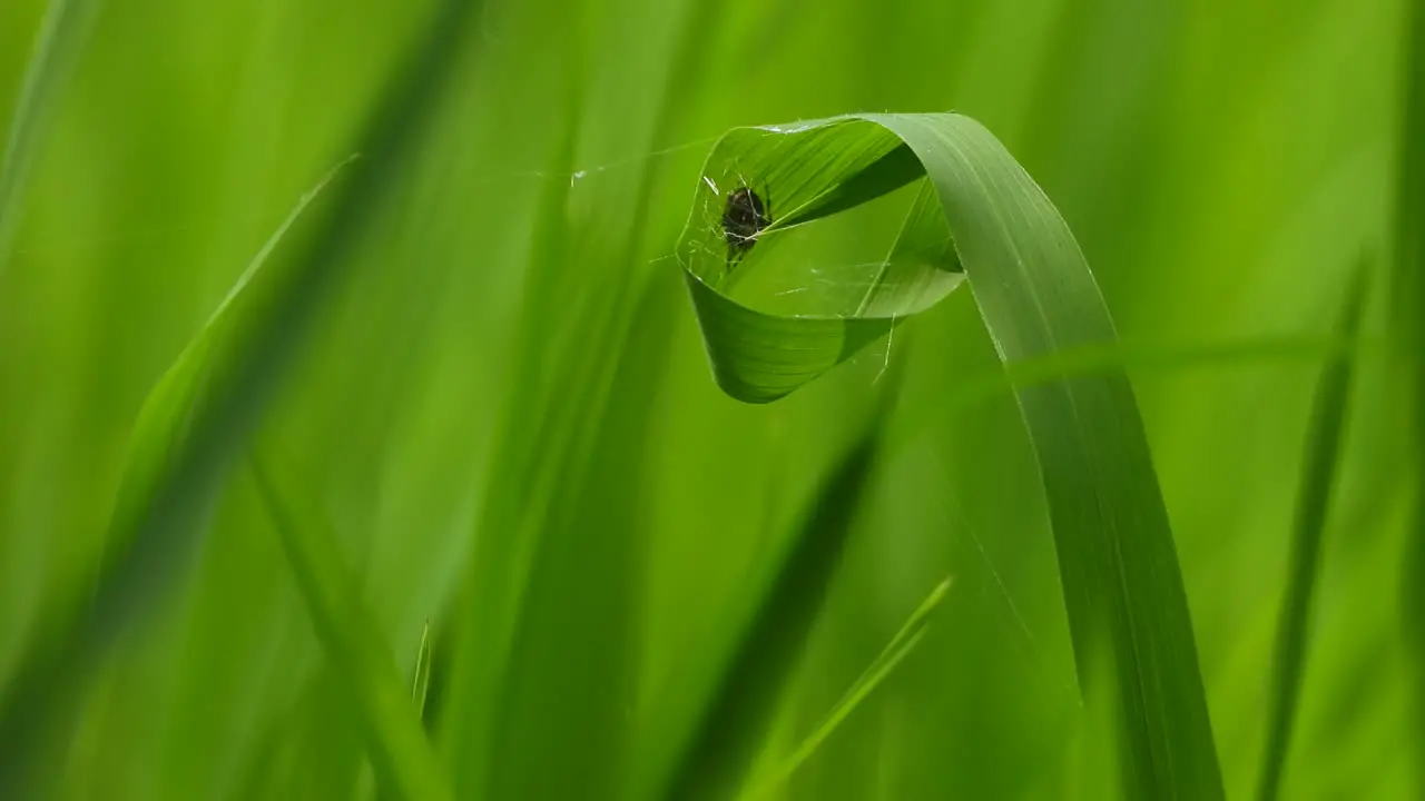 Spider making web green rice grass 