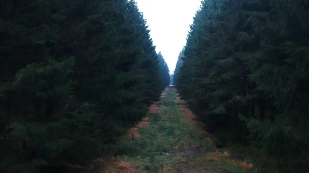 Drone is ascending in pine forest in dark and scary mood