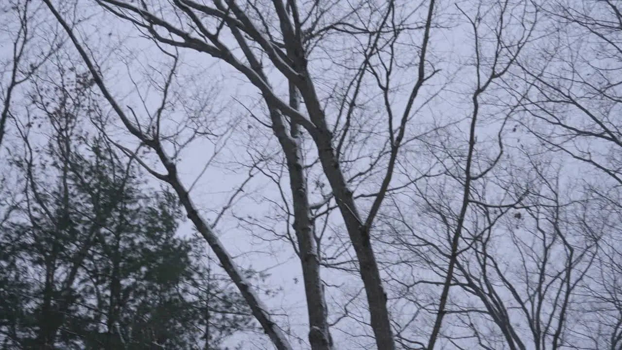 Panning across the sky during a light evening snow flurry