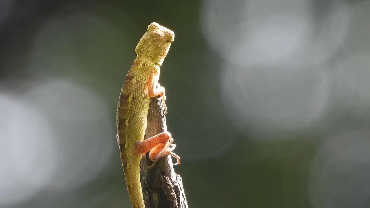 Lizard in wind legs eyes 