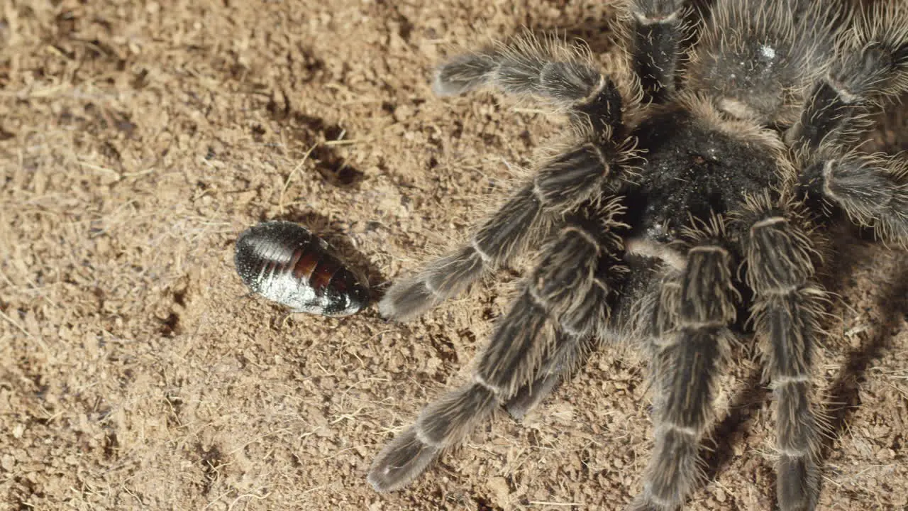 Horror creepy crawlies tarantula and cockroach