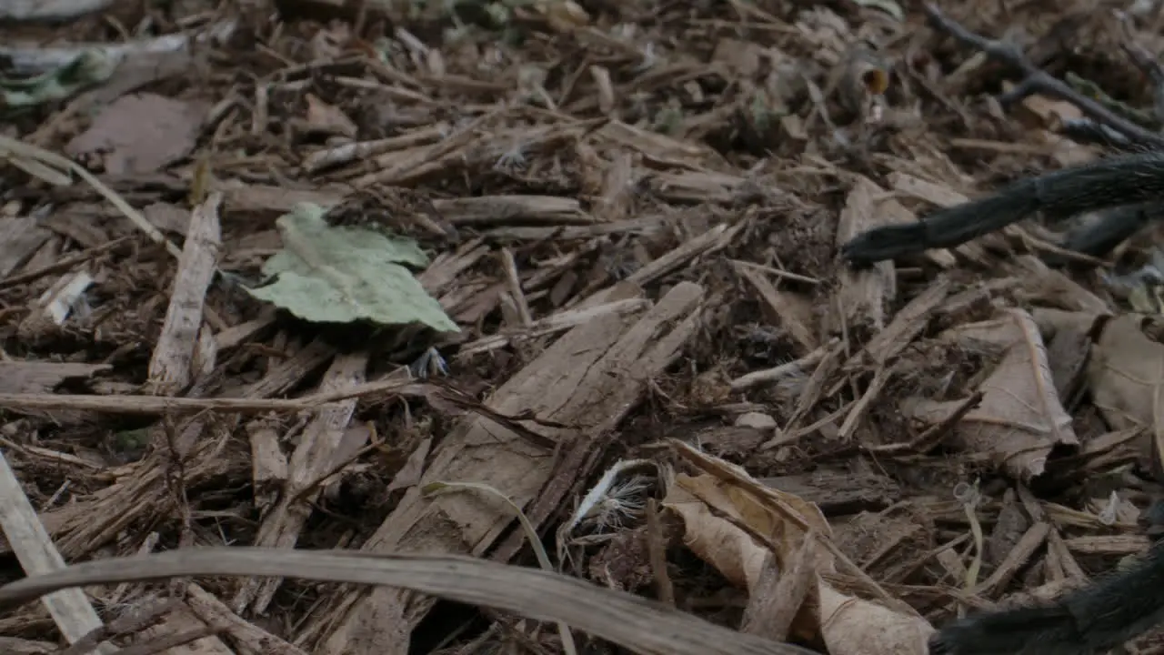 Awesome tarantula on forest floor close up