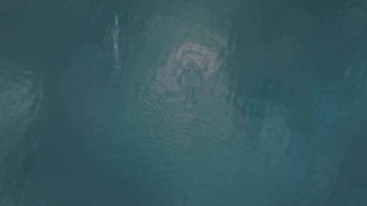 Duo of Two Whales Swimming Gracefully in Pacific Ocean Aerial Drone View