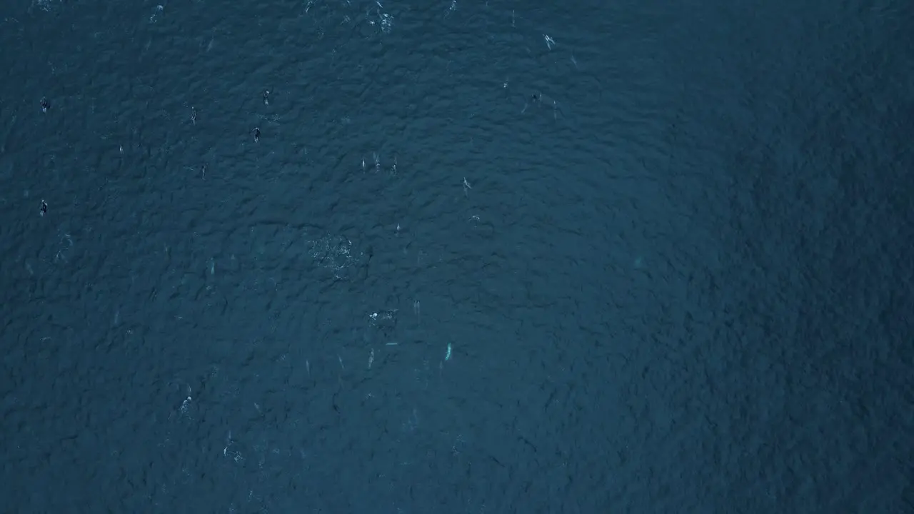 overhead view of huge dolphin pod